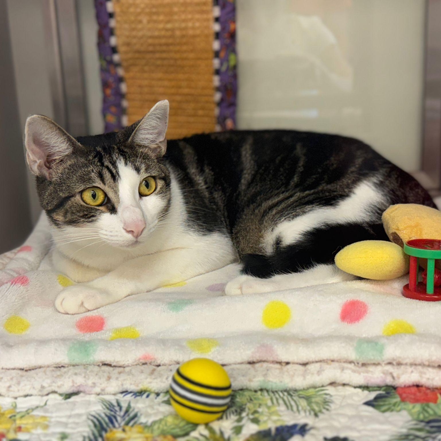 Tobie, a Adoptable Domestic Short Hair in Miami Beach, FL image 3/6