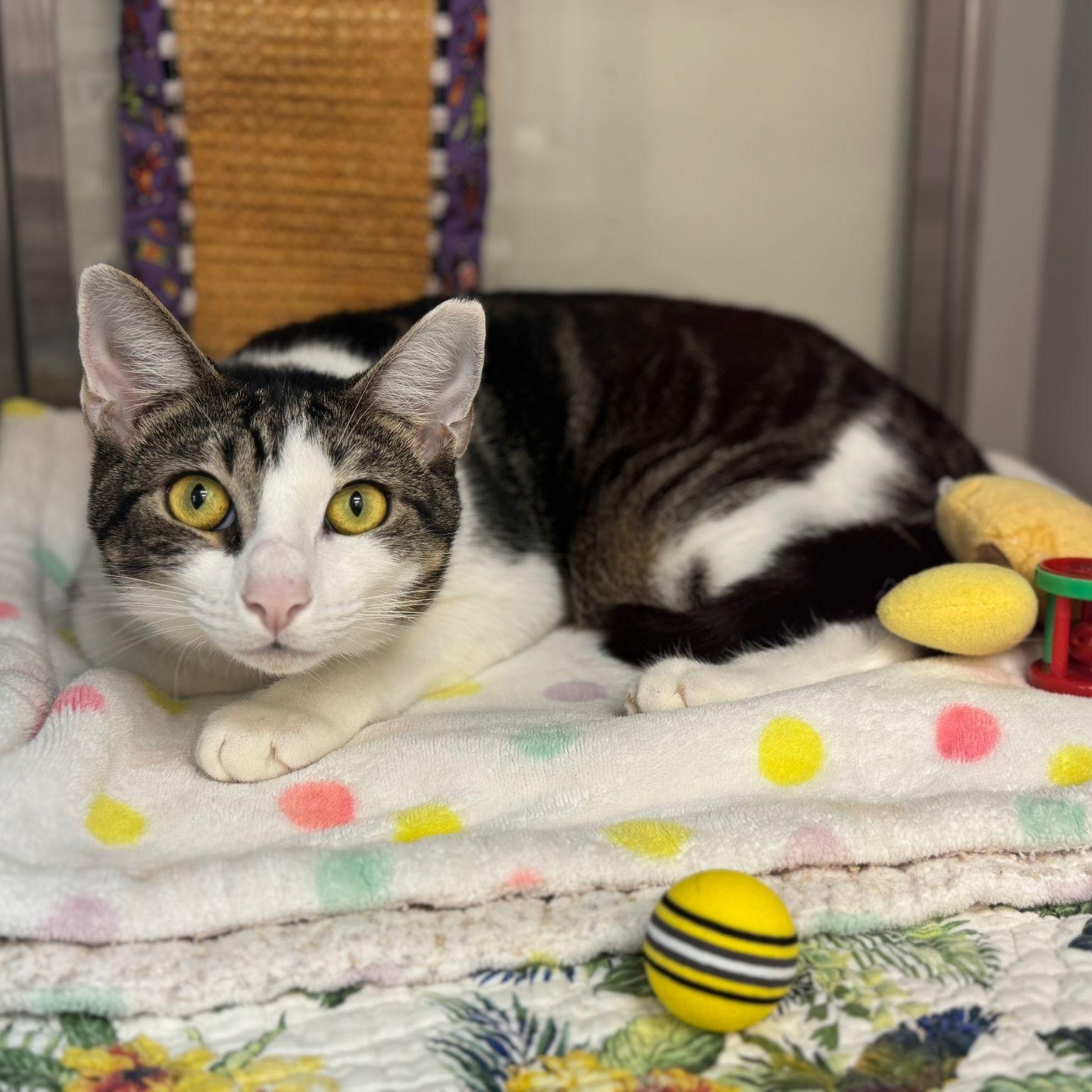 Tobie, a Adoptable Domestic Short Hair in Miami Beach, FL image 4/6