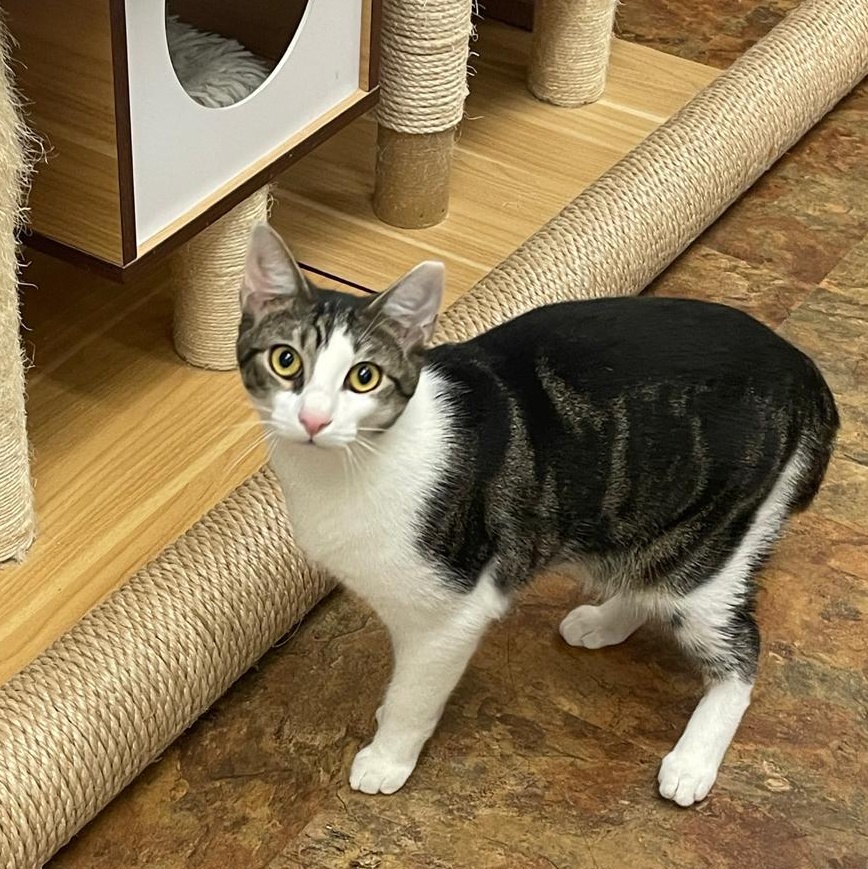 Tobie, a Adoptable Domestic Short Hair in Miami Beach, FL image 1/6