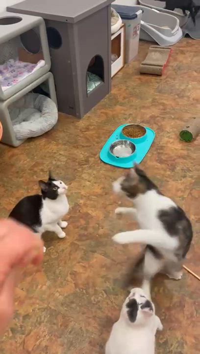 Enlarge Tobie, a Adoptable Domestic Short Hair in Miami Beach, FL video 6/6