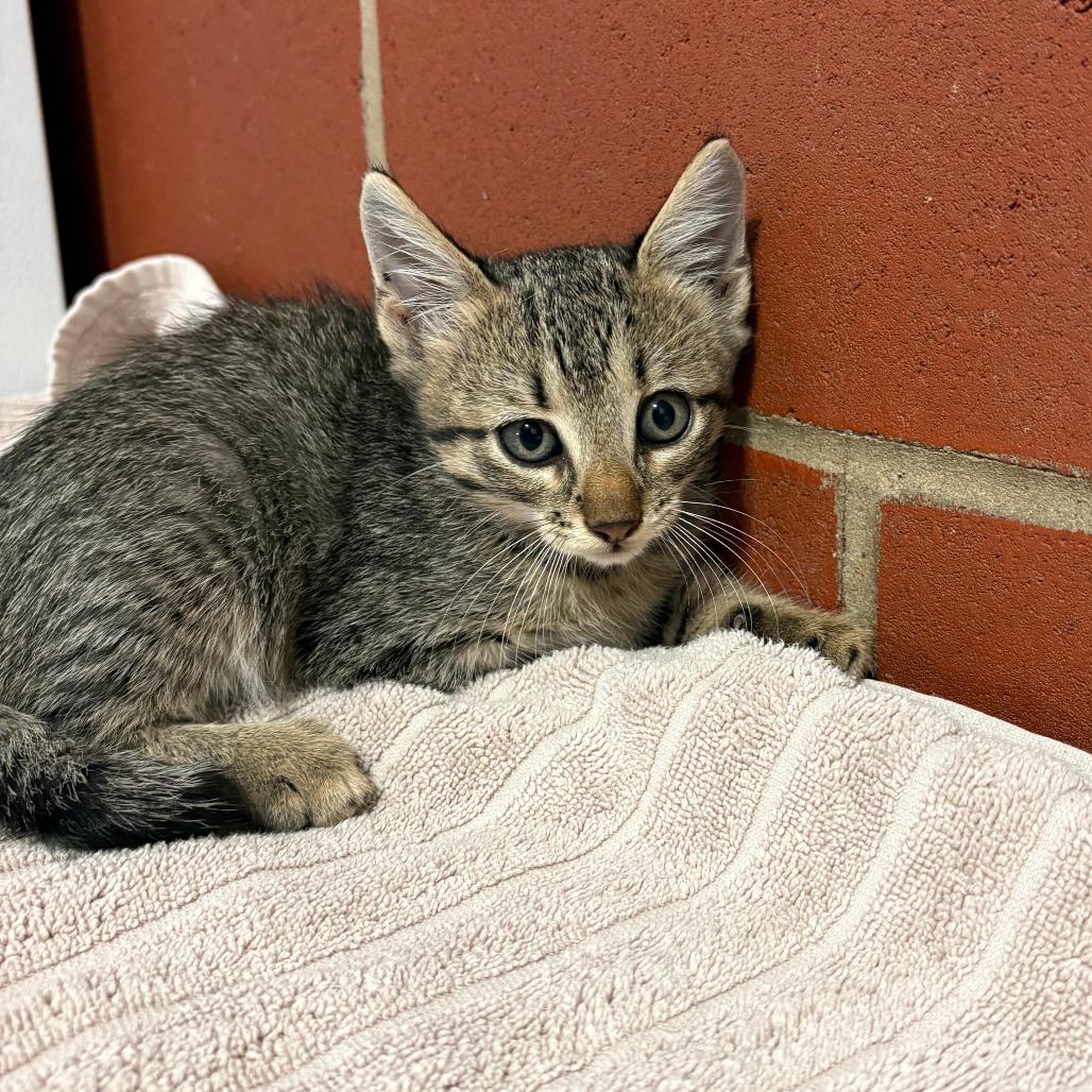 Rascal, Adoptable, Kitten Male Domestic Short Hair.