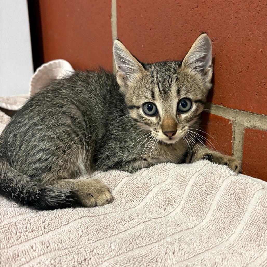 Enlarge Rascal, a Adoptable Domestic Short Hair in Cabot, AR image 2/2