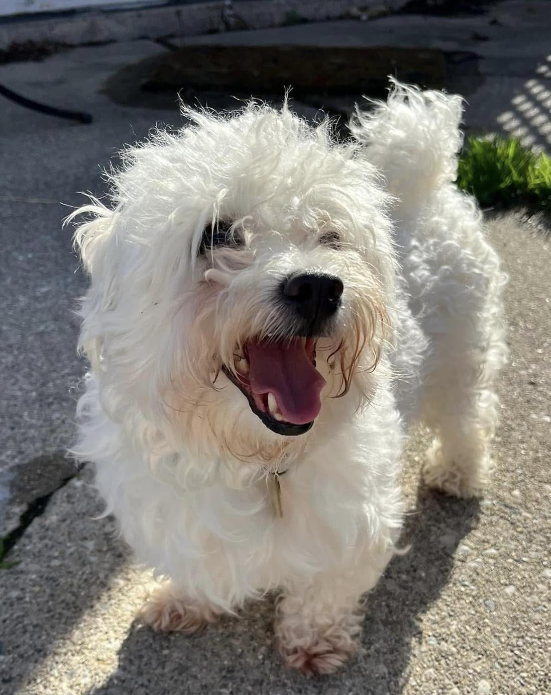Enlarge Mac, an adopted Maltipoo in Grosse Pointe Park, MI image 2/3