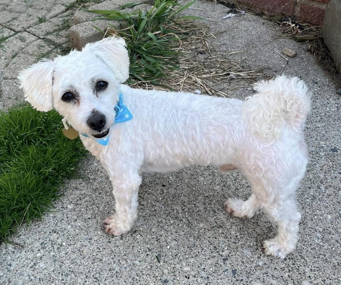Mac, adopted, Adult Male Maltipoo.