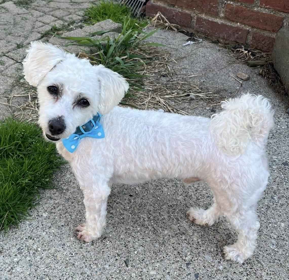 Enlarge Mac, an adopted Maltipoo in Grosse Pointe Park, MI image 3/3