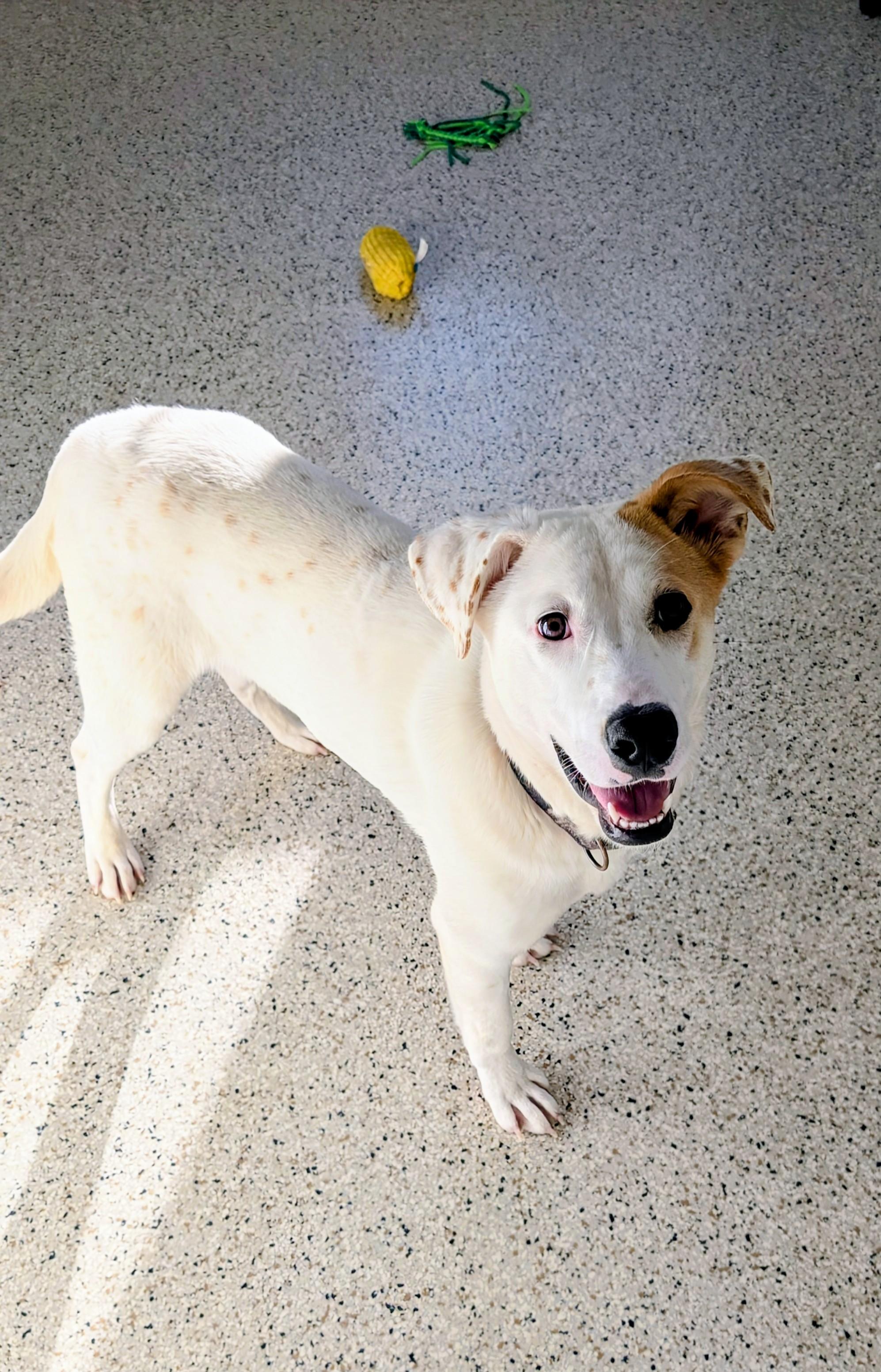 Gretchen, ADOPTABLE, Young Female Labrador Retriever.