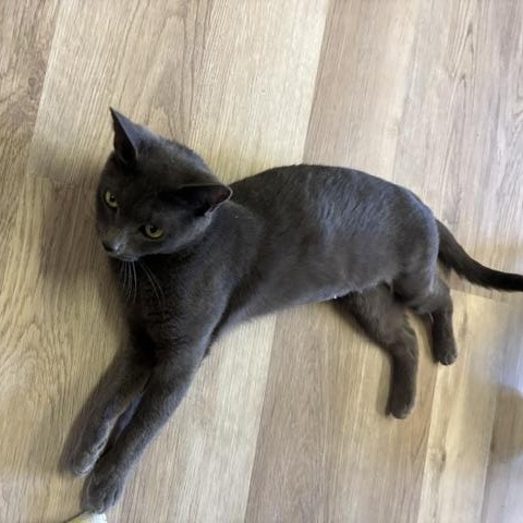 Enlarge Laurel, a Adoptable Domestic Short Hair in Braintree, MA image 4/5