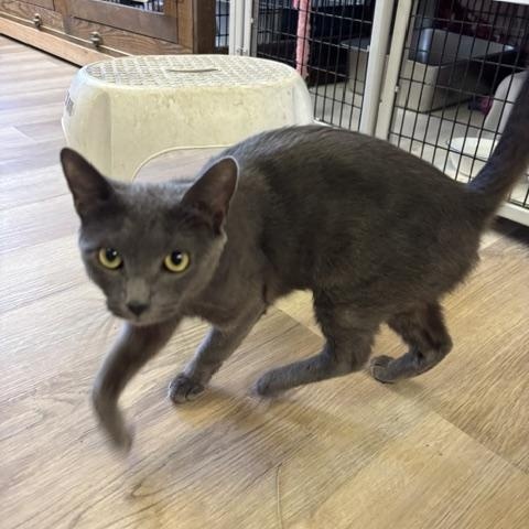 Enlarge Laurel, a Adoptable Domestic Short Hair in Braintree, MA image 3/5