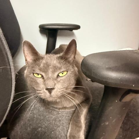 Enlarge Laurel, a Adoptable Domestic Short Hair in Braintree, MA image 1/5