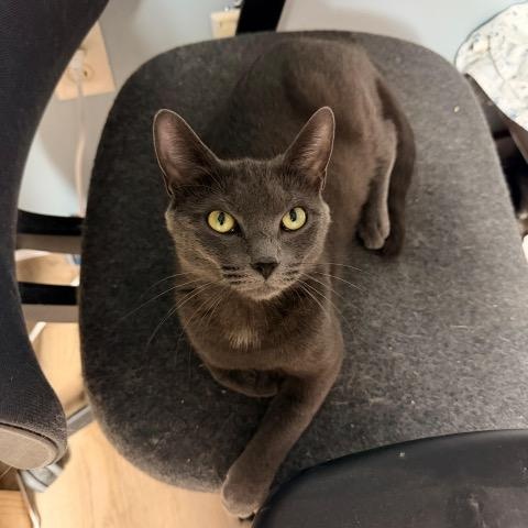 Enlarge Laurel, a Adoptable Domestic Short Hair in Braintree, MA image 2/5