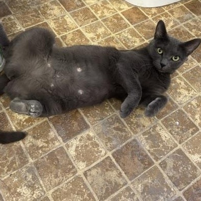 Enlarge Laurel, a Adoptable Domestic Short Hair in Braintree, MA image 5/5