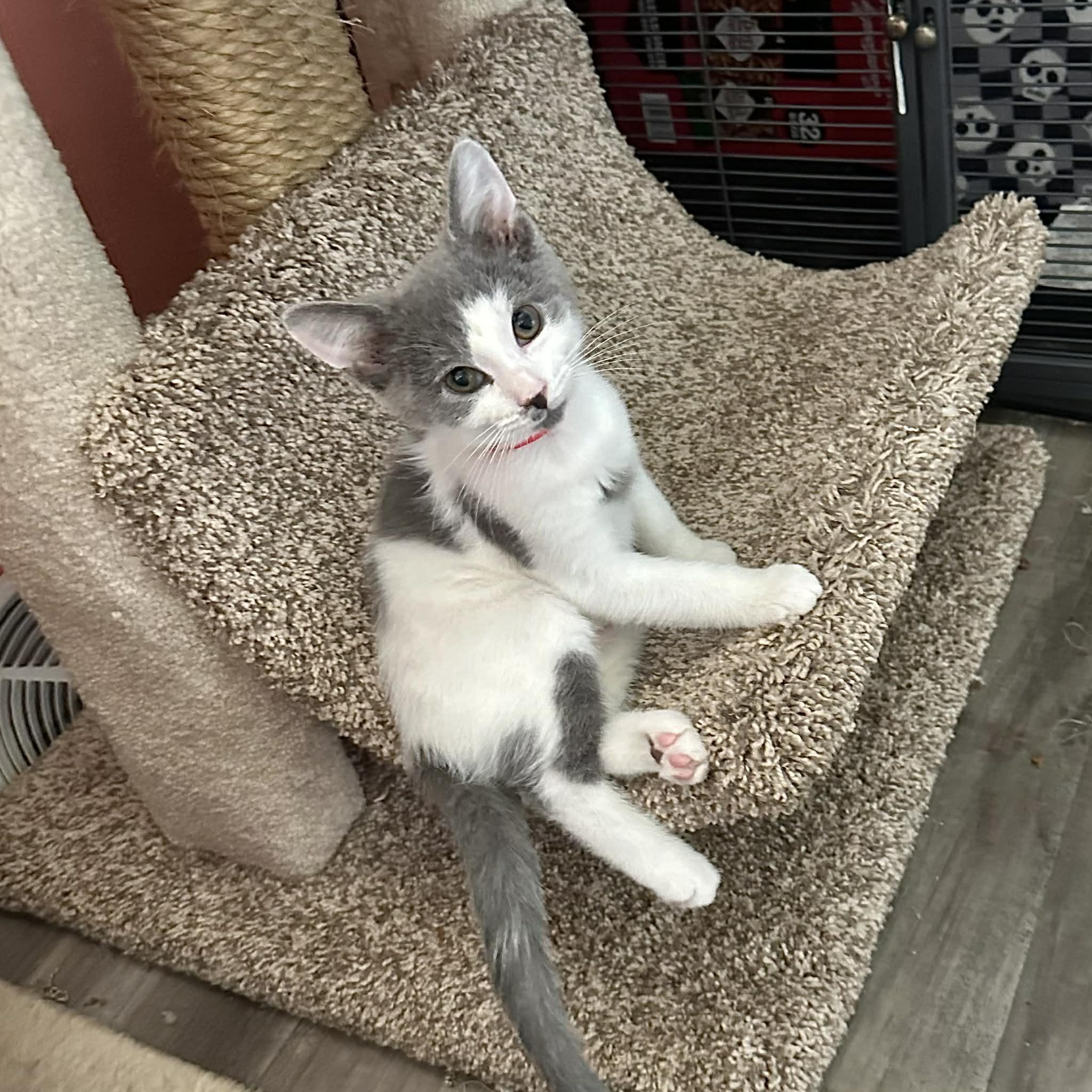 Kellypoo, adopted, Kitten Male Domestic Short Hair.