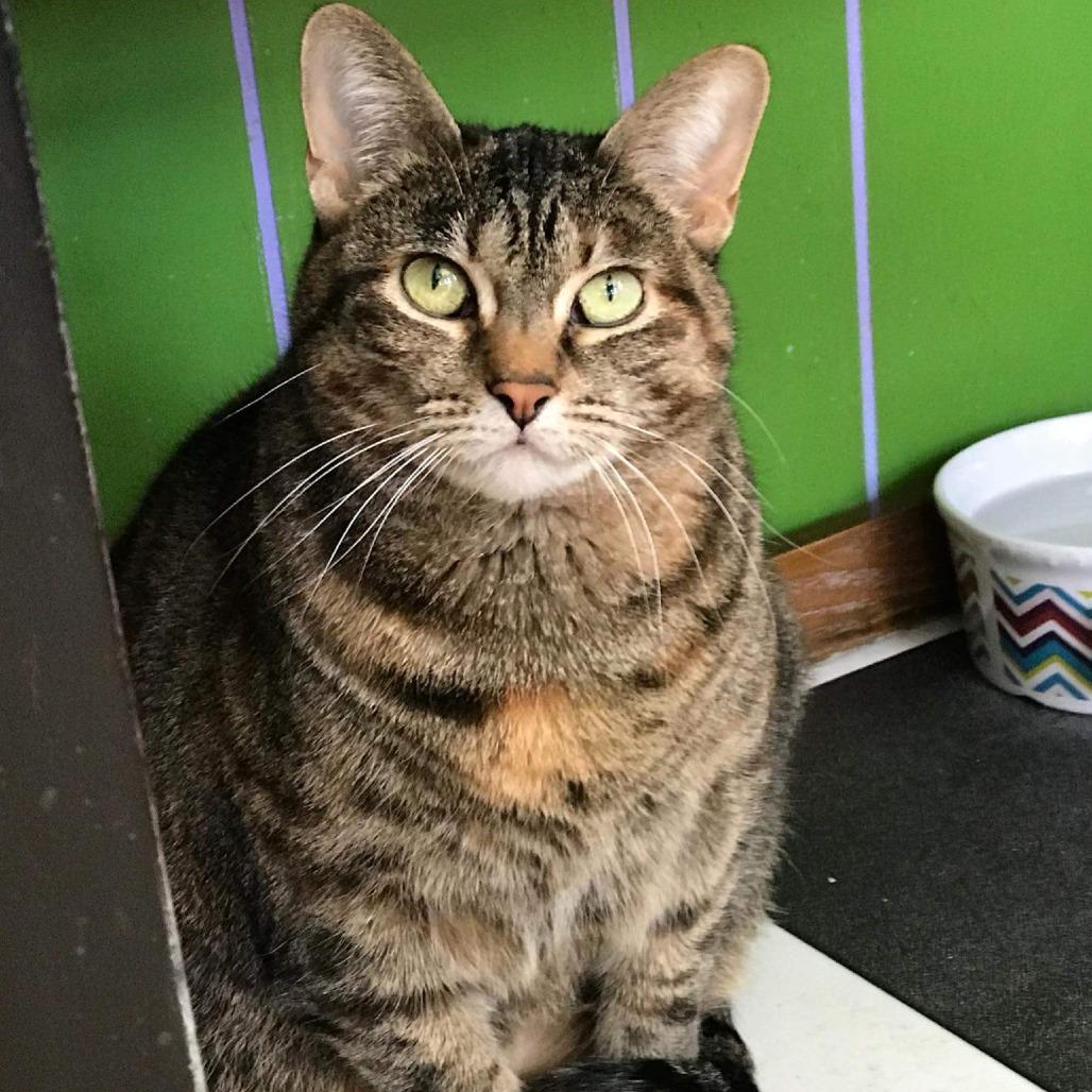 Enlarge Grace, a Adoptable Domestic Short Hair in Monticello, IL image 1/1