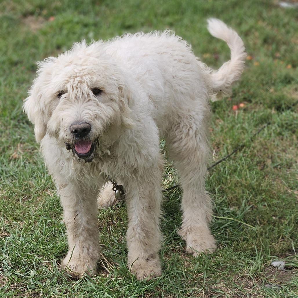 Enlarge Fluffers D12766, a Adoptable mixed breed in Savage, MN image 1/4