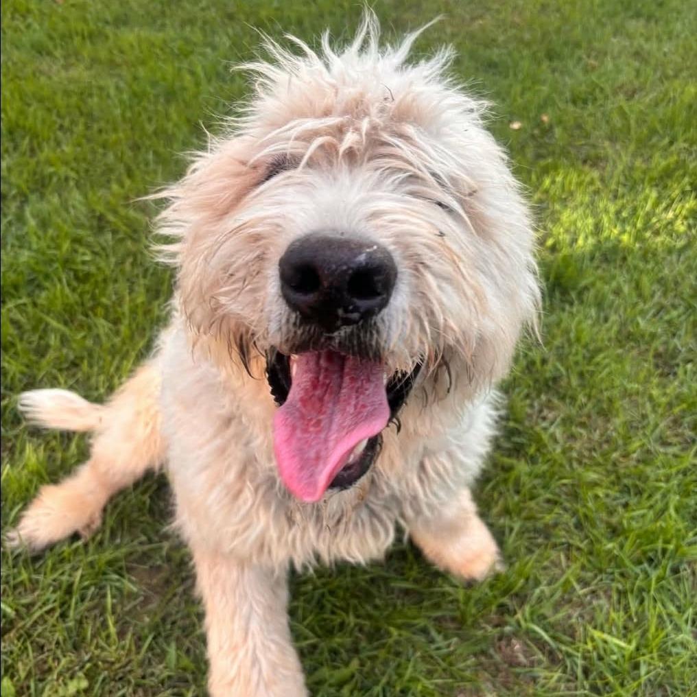 Enlarge Fluffers D12766, a Adoptable mixed breed in Savage, MN image 2/4