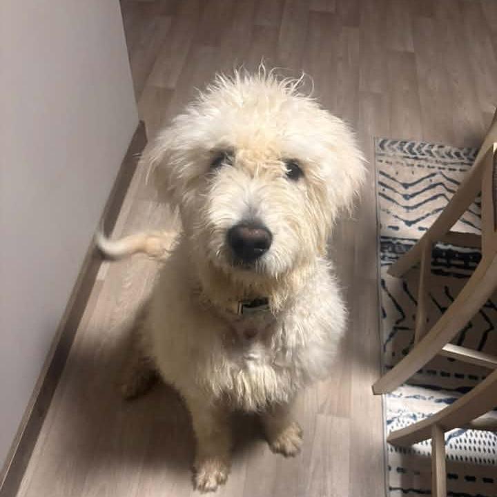 Enlarge Fluffers D12766, a Adoptable mixed breed in Savage, MN image 3/4
