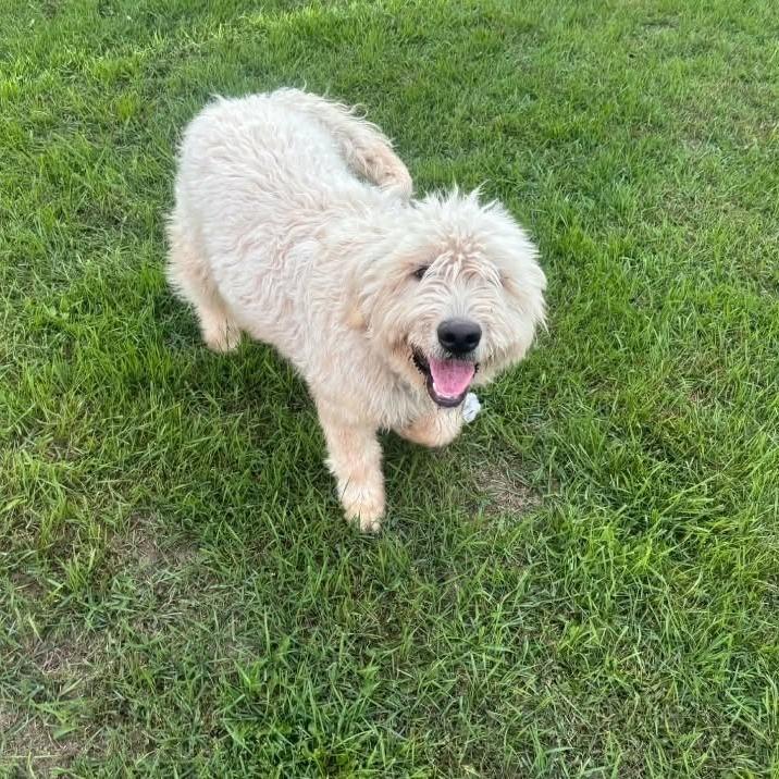 Enlarge Fluffers D12766, a Adoptable mixed breed in Savage, MN image 4/4