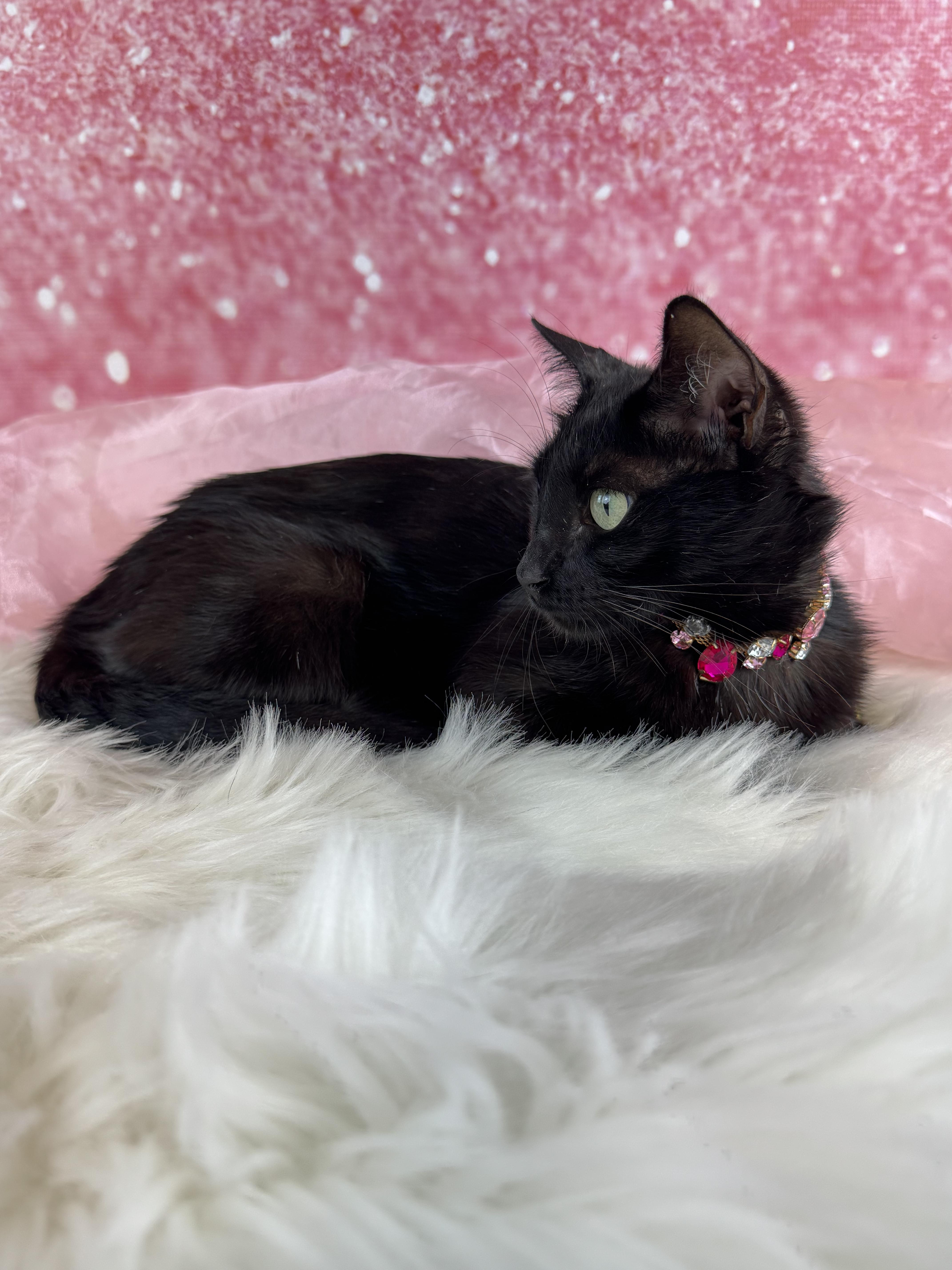 Enlarge Cochera, a ADOPTABLE mixed breed in Houston, TX image 6/6