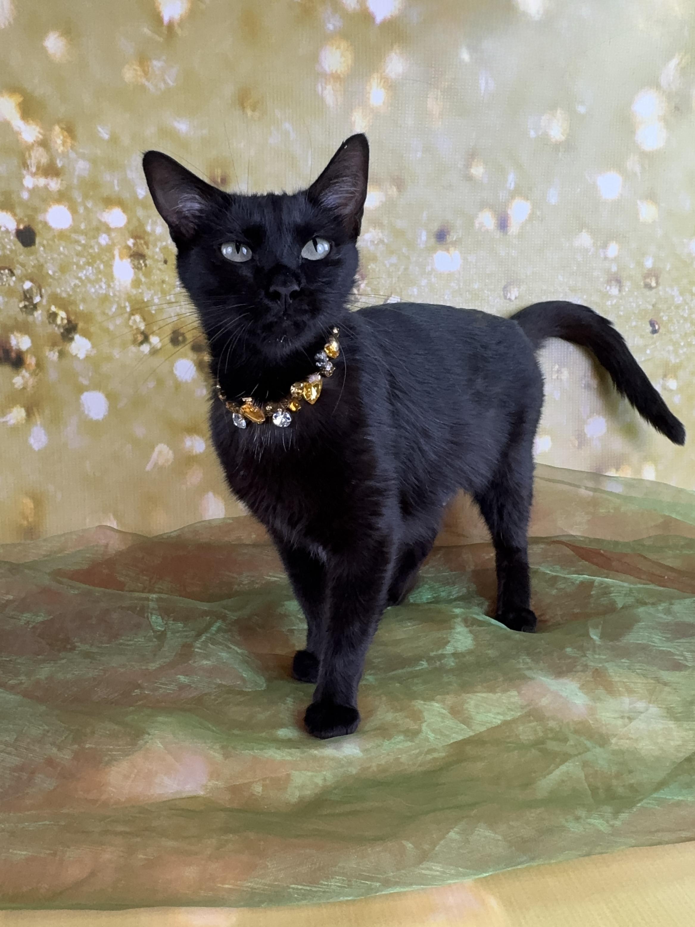 Enlarge Cochera, a ADOPTABLE mixed breed in Houston, TX image 5/6