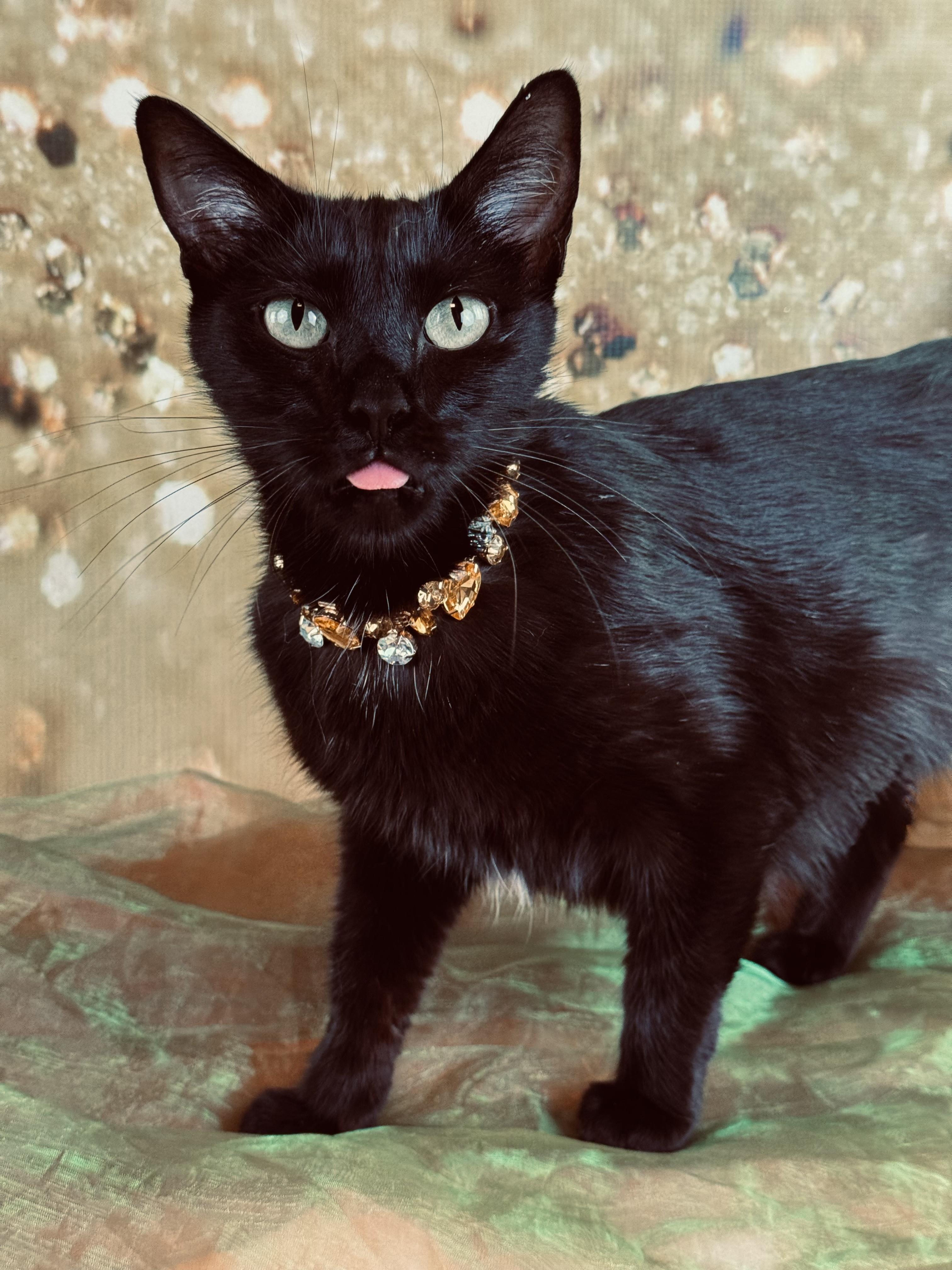 Enlarge Cochera, a ADOPTABLE mixed breed in Houston, TX image 2/6