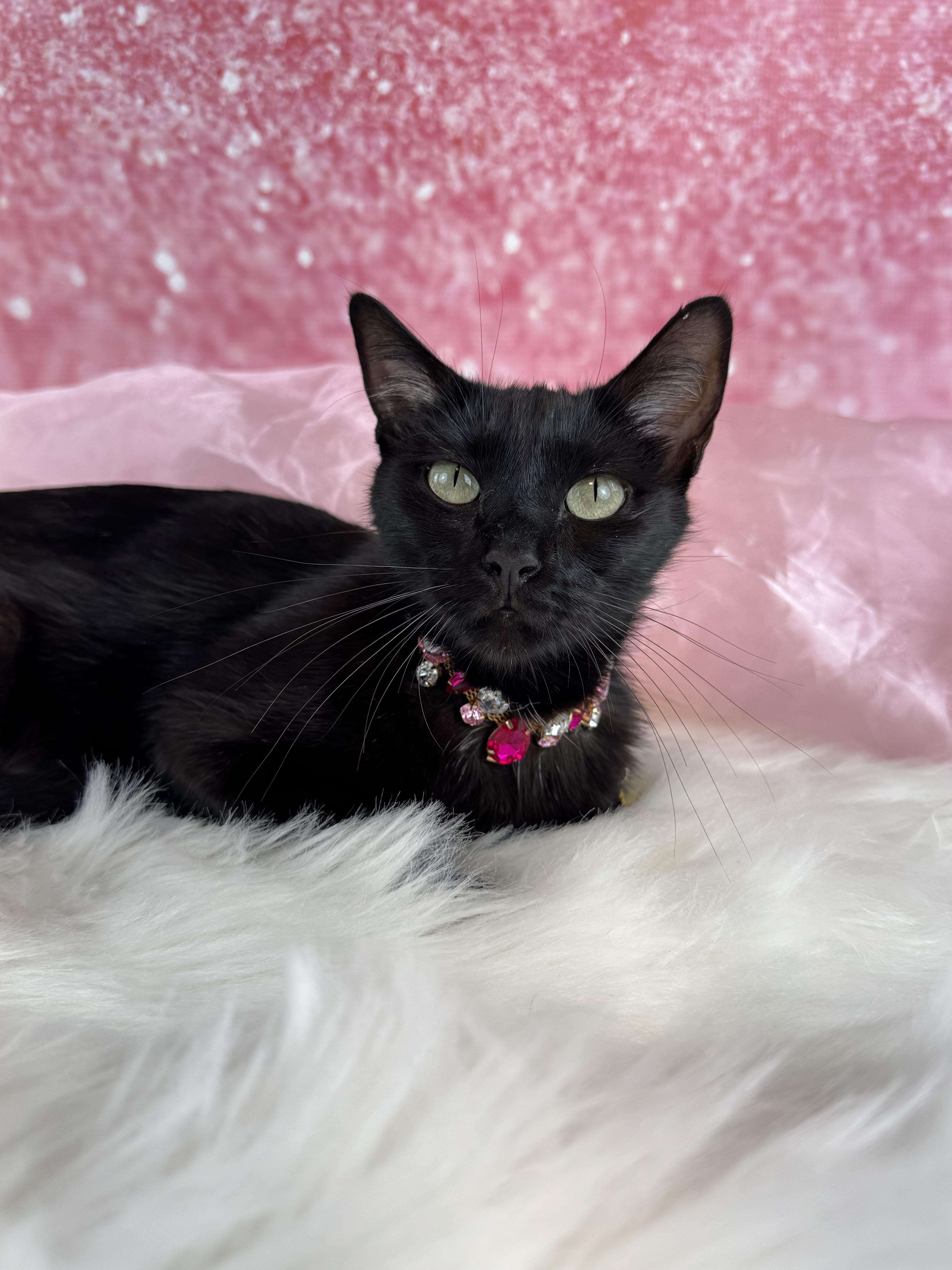 Enlarge Cochera, a ADOPTABLE mixed breed in Houston, TX image 3/6