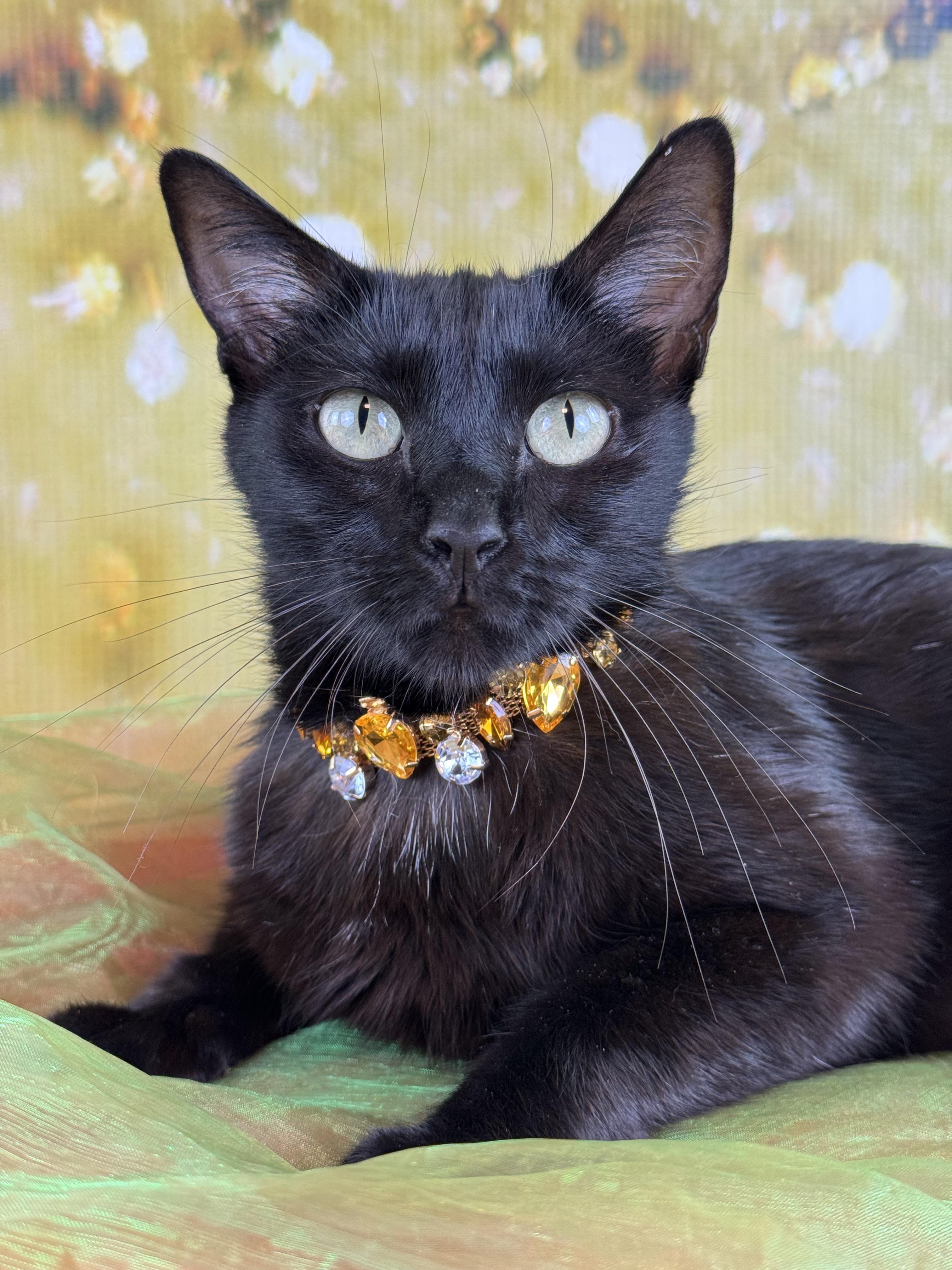 Cochera, ADOPTABLE, Young Female Domestic Short Hair & Bombay.