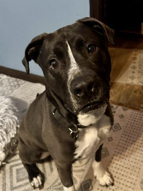 Baxter, a ADOPTABLE mixed breed in New Smyrna Beach, FL image 4/5