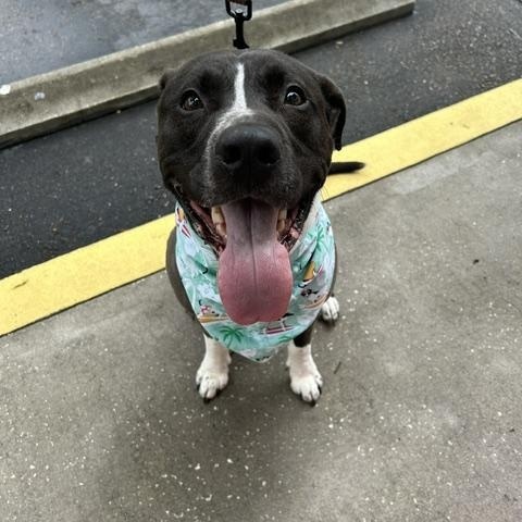 Baxter, a ADOPTABLE mixed breed in New Smyrna Beach, FL image 3/5