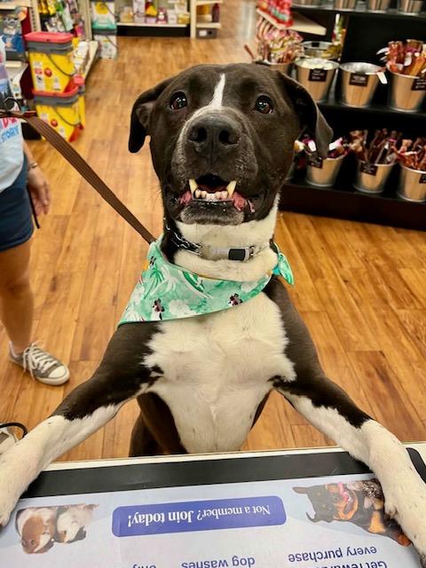 Baxter, ADOPTABLE, Adult Male Black Labrador Retriever & Pit Bull Terrier.