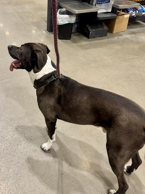 Baxter, a ADOPTABLE mixed breed in New Smyrna Beach, FL image 5/5