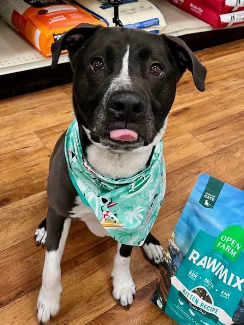 Baxter, a ADOPTABLE mixed breed in New Smyrna Beach, FL image 2/5
