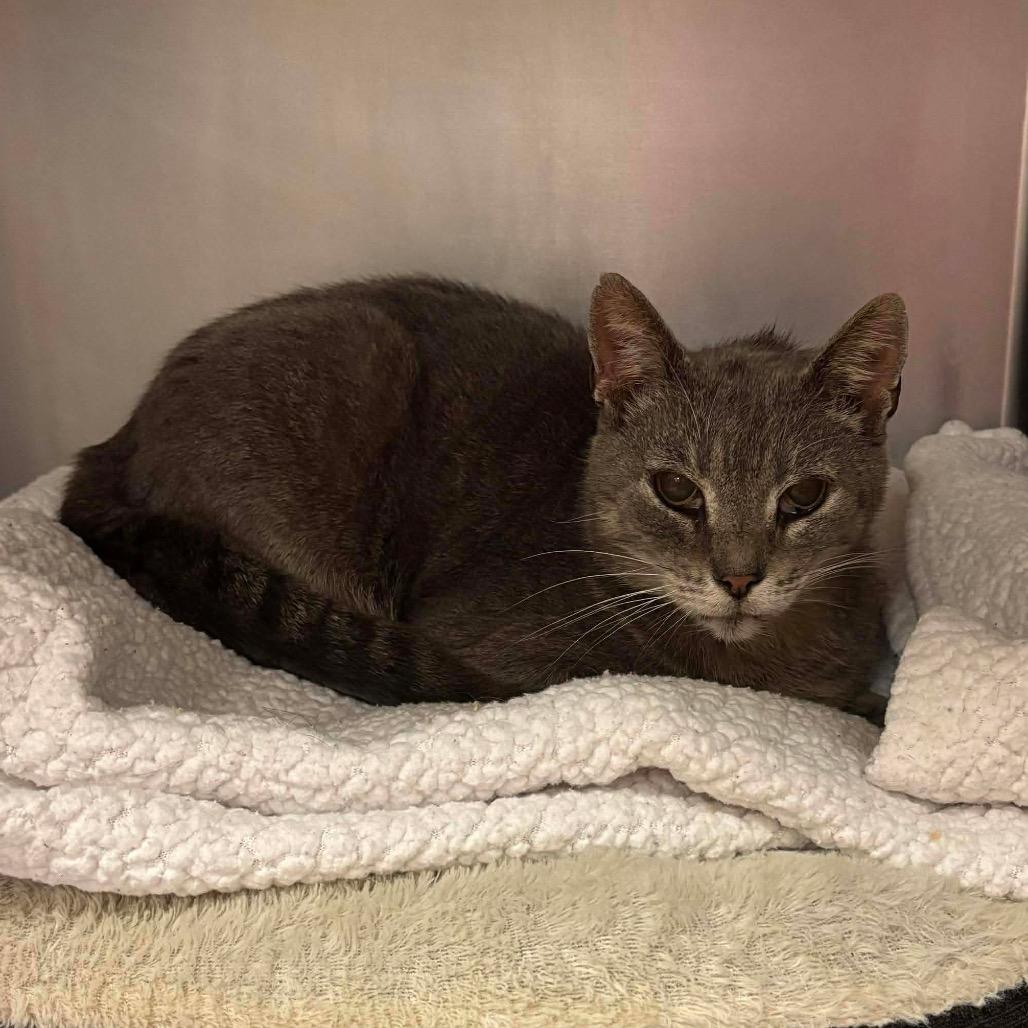 Seahorse — thumbnail 5