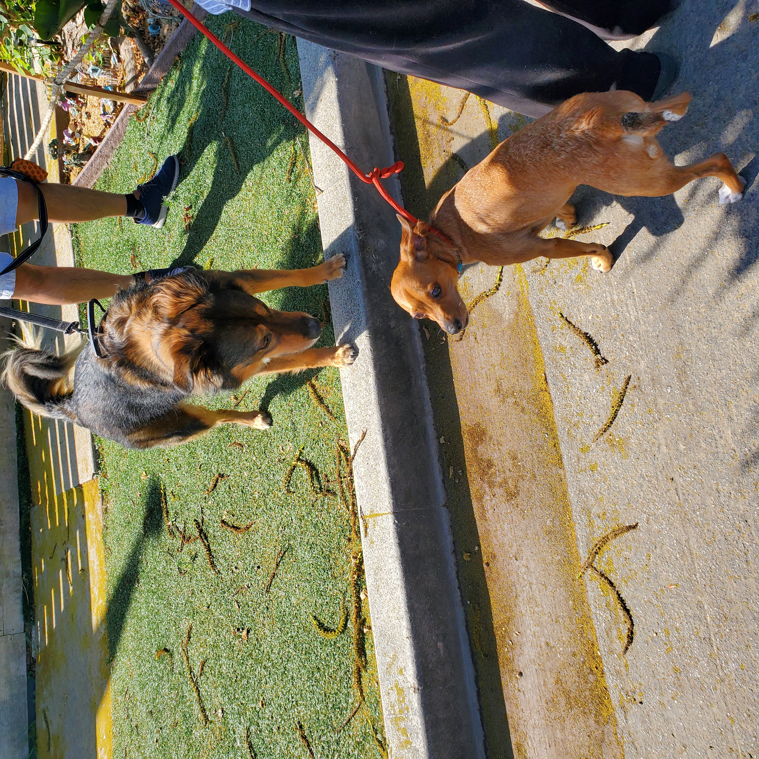 Rocky needs his Adrian, Young Male Chiweenie