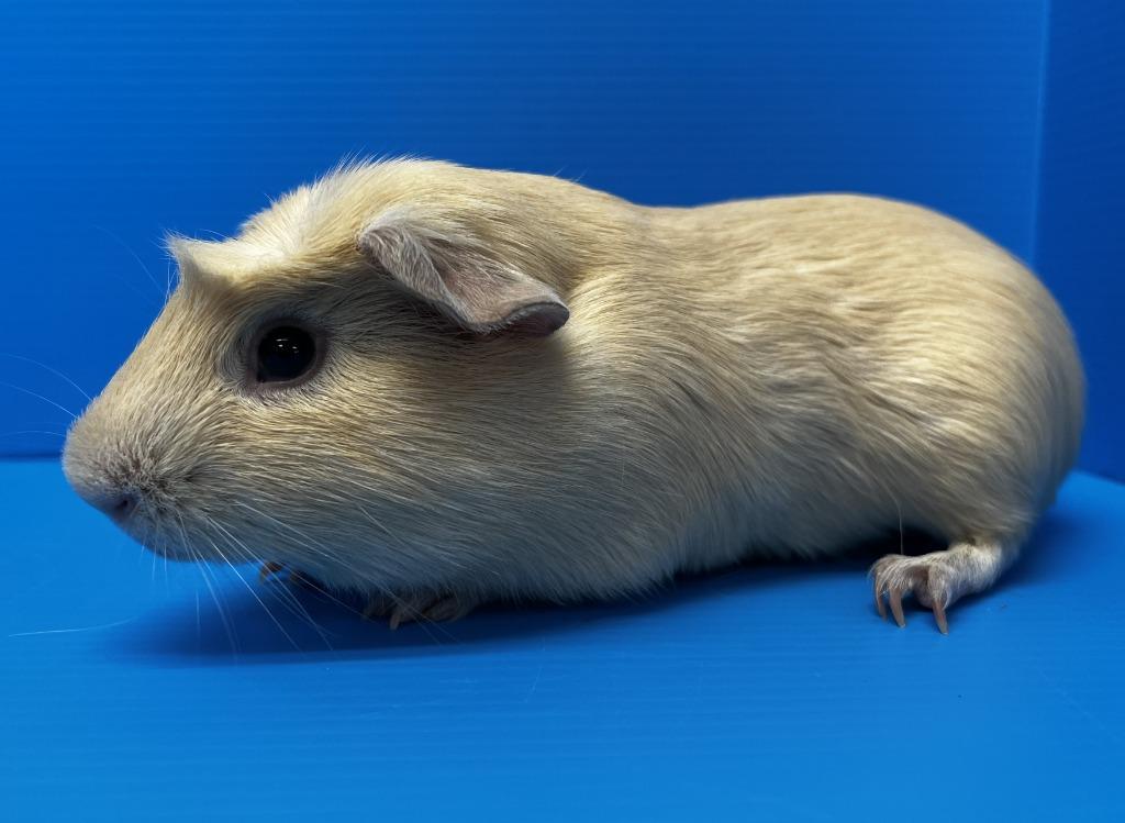 Ryan / Loki, Adoptable, Adult Male Guinea Pig.