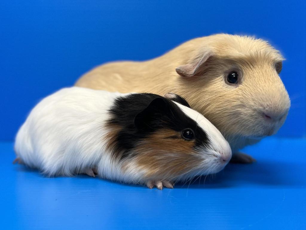 Enlarge Ryan / Loki, a Adoptable Guinea Pig in Lewisville, TX image 2/3
