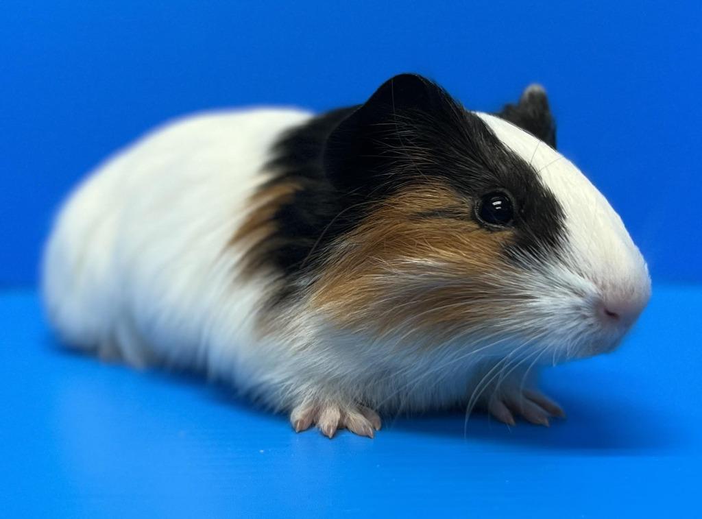 Enlarge Ryan / Loki, a Adoptable Guinea Pig in Lewisville, TX image 3/3