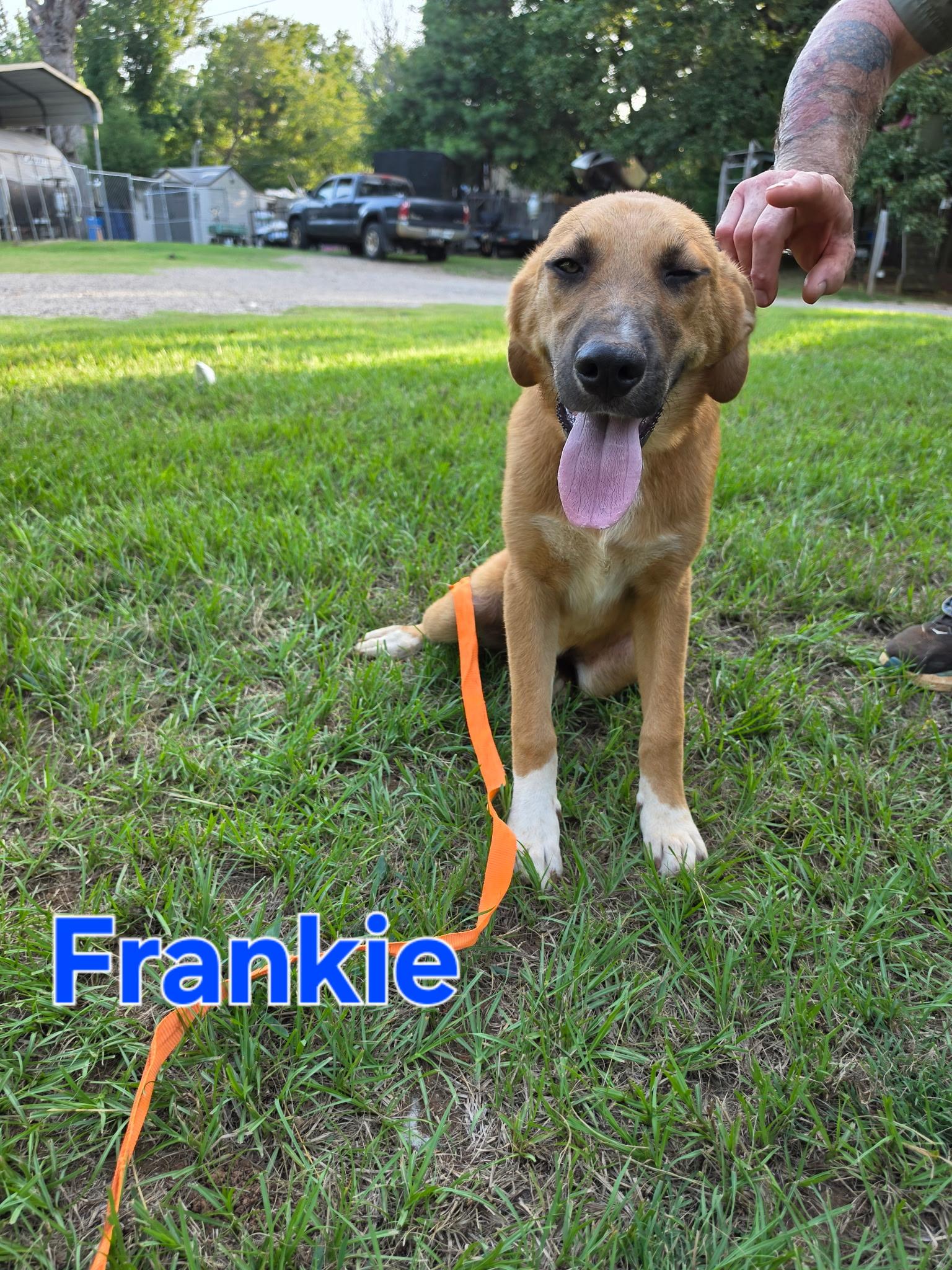 Frankie, Adoptable, Young Male Black Mouth Cur.
