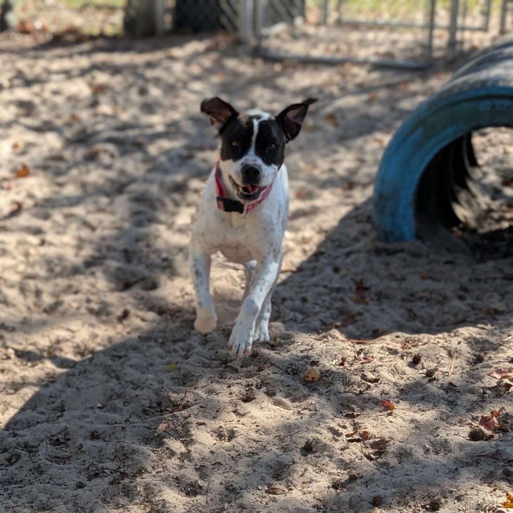 Stetson 28284, Adoptable, Adult Male Mixed Breed.