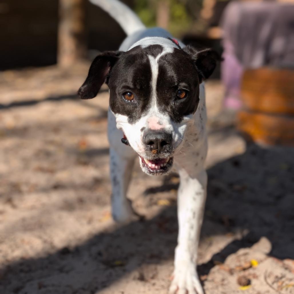 Enlarge Stetson 28284, a Adoptable Mixed Breed in Middleburg, FL image 2/4