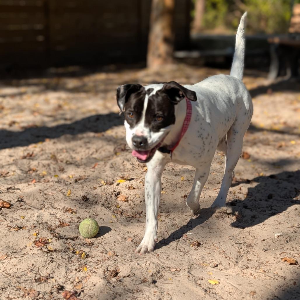 Enlarge Stetson 28284, a Adoptable Mixed Breed in Middleburg, FL image 3/4