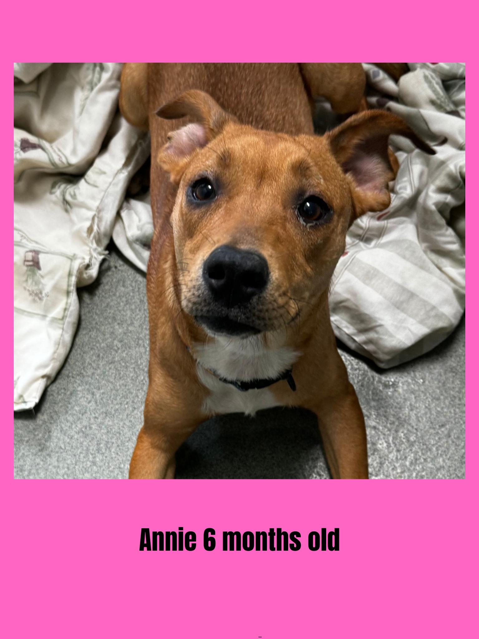 Dog for adoption Annie, a Mixed Breed in Ravenna, OH Petfinder