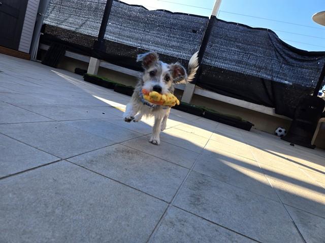 ROSCOE, Adoptable, Young Male Parson Russell Terrier.