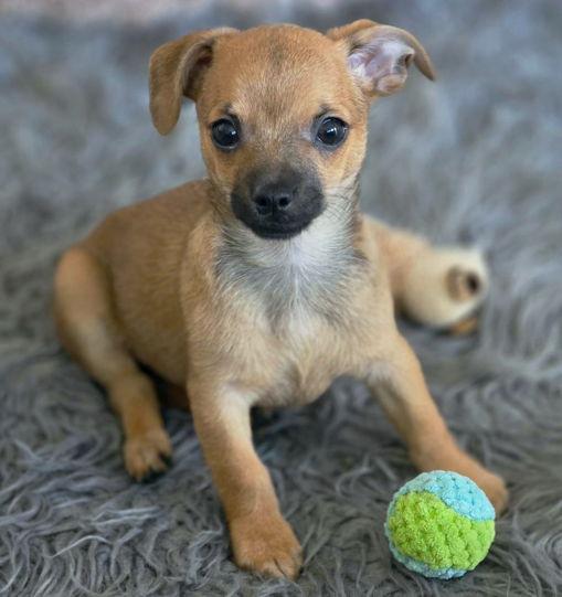 Britches, Adoptable, Puppy Male Chihuahua.