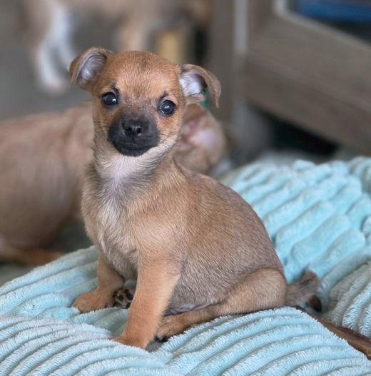 Enlarge Britches, a Adopted Chihuahua in Anaheim Hills, CA image 2/3