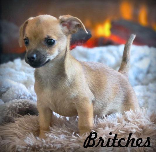 Enlarge Britches, a Adopted Chihuahua in Anaheim Hills, CA image 3/3