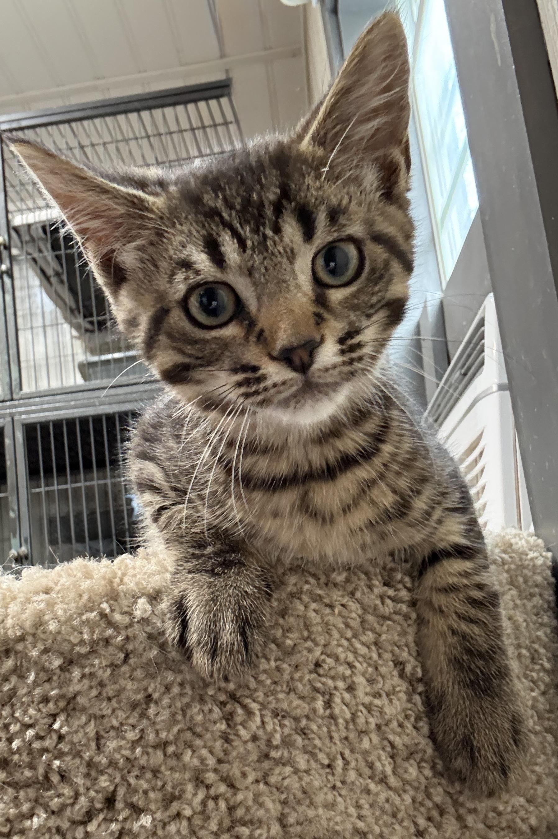 JOE LOUIS, an adopted Domestic Short Hair in Tillsonburg, ON image 1/3