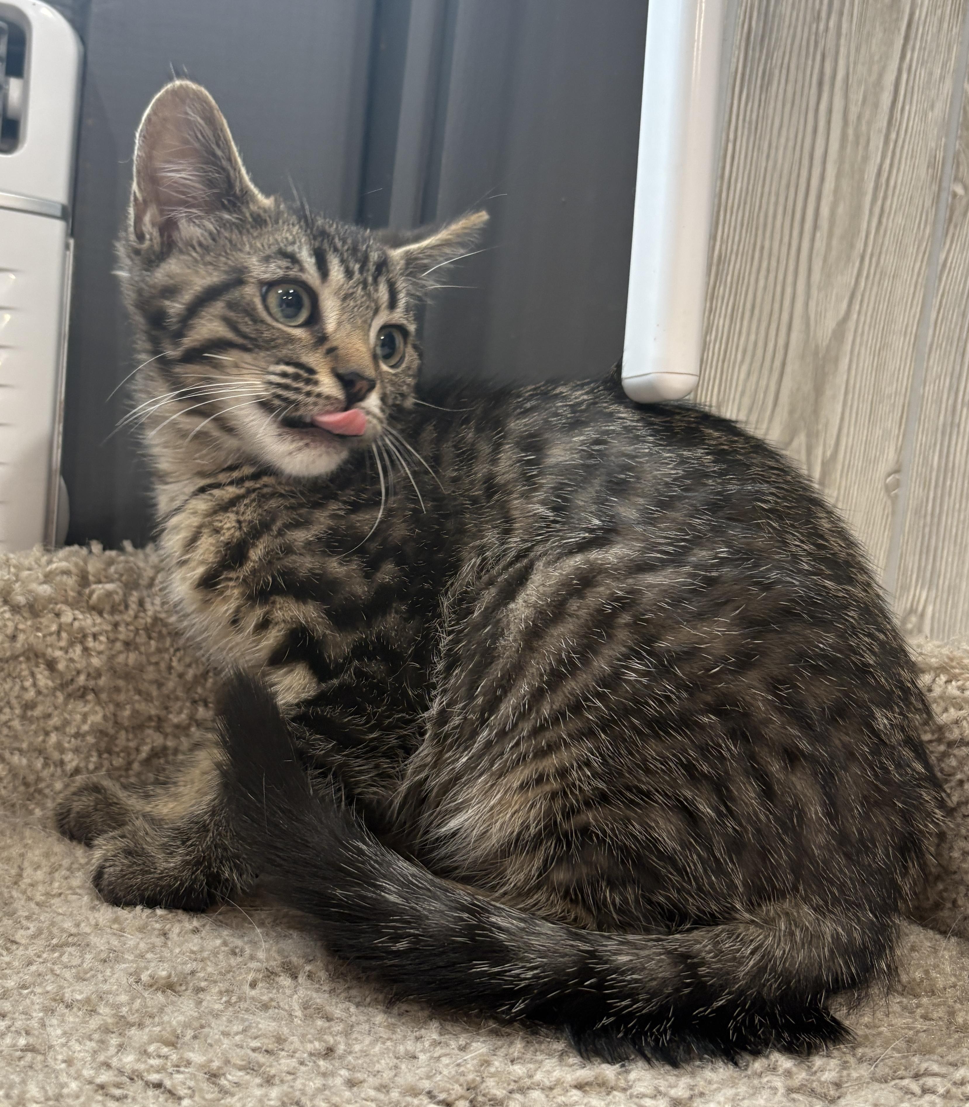 JOE LOUIS, an adopted Domestic Short Hair in Tillsonburg, ON image 2/3