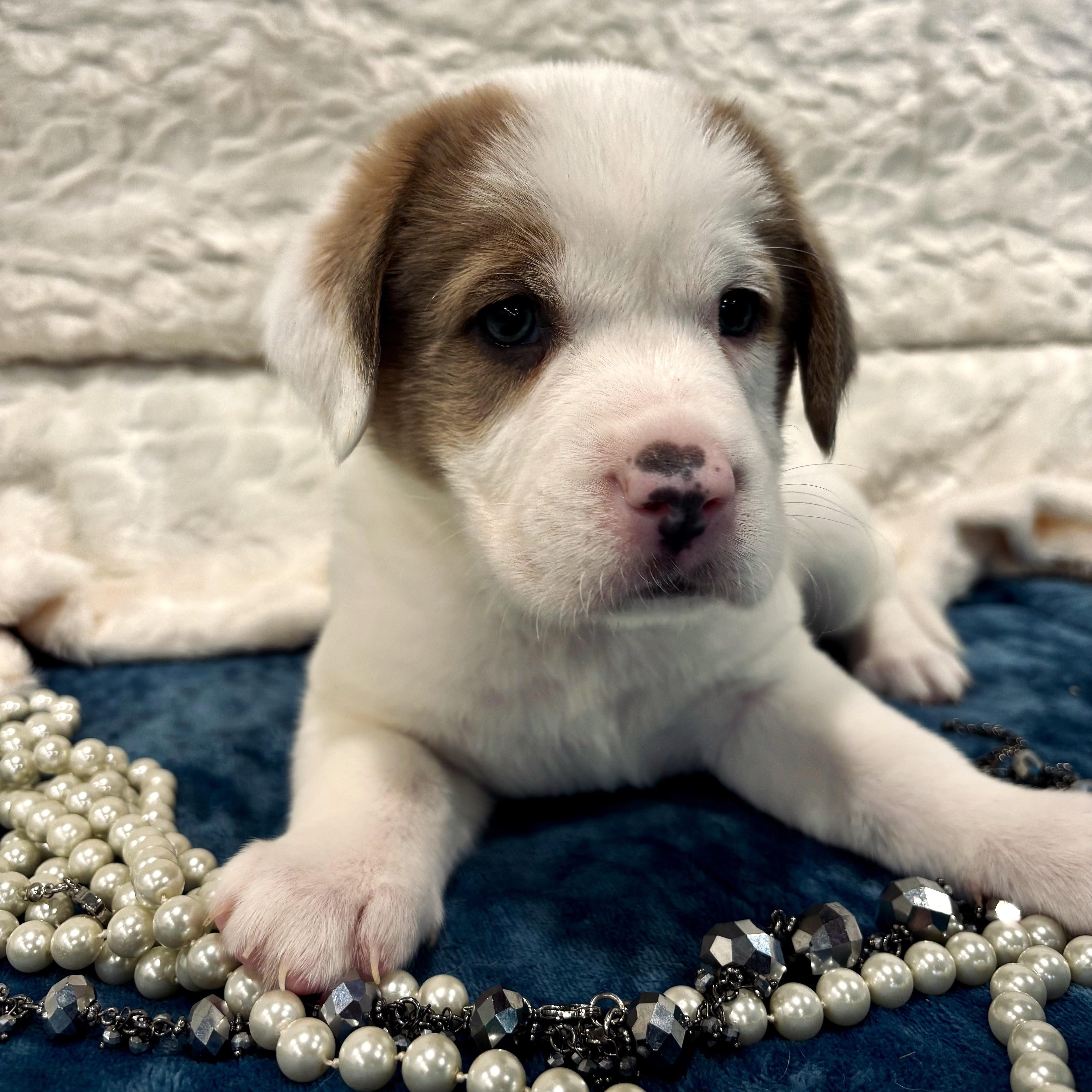 Catherine "Parr", Adoptable, Puppy Female Mixed Breed.