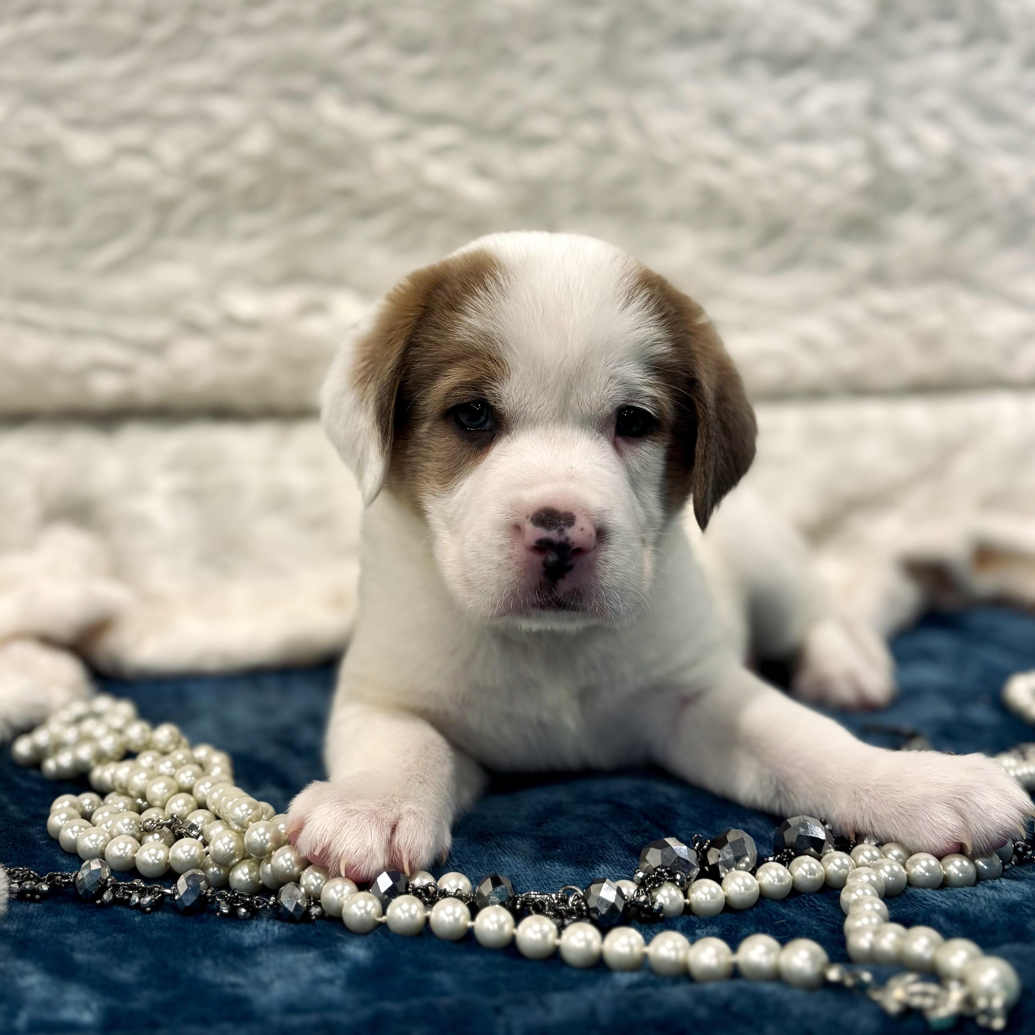 Enlarge Catherine "Parr", a Adoptable Mixed Breed in Canal Winchester, OH image 2/2