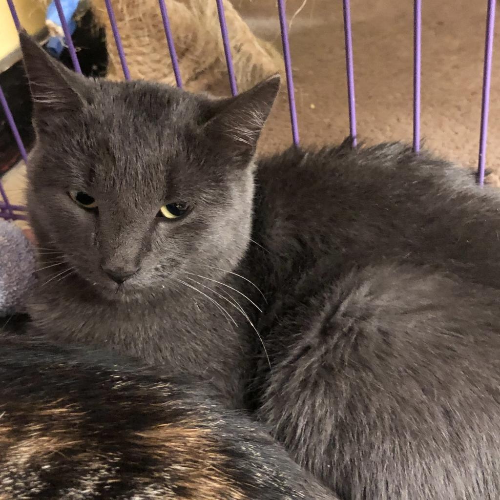 Enlarge Paisley, a Adoptable Domestic Short Hair in Hudson, NY image 1/1